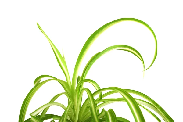 Long leaves of green plants — Stock Photo, Image