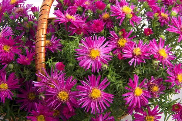 Kosár virágot — Stock Fotó