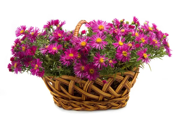 Basket of flowers on a white background — Stock Photo, Image