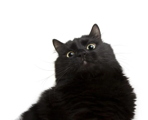 Черный кот на белом фоне — стоковое фото