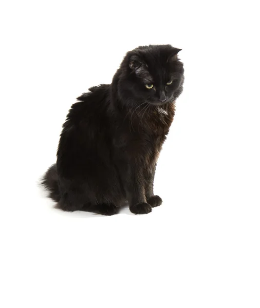 흰 배경에 있는 검은 고양이 — 스톡 사진