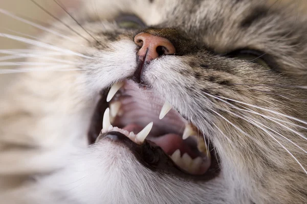 Captura de gato close-up — Fotografia de Stock