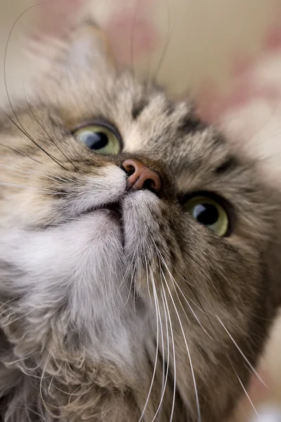 Кішка Закри — стокове фото