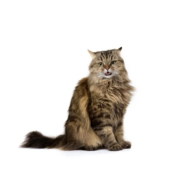 Сердитий нявкання кішки — стокове фото