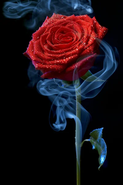 A harmat csepp a fekete rózsa. — Stock Fotó