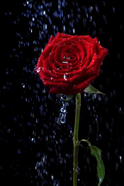 Rose in the dew drops on black. — Stock Photo, Image