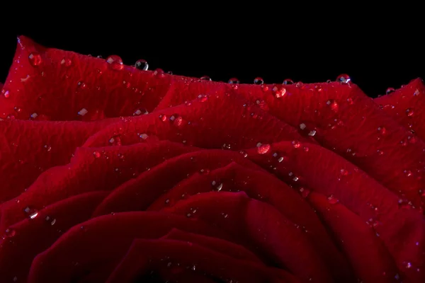 Róża w kroplach rosy na czarny. — Zdjęcie stockowe