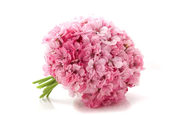 Pink flowers on a white background — Stock Photo, Image