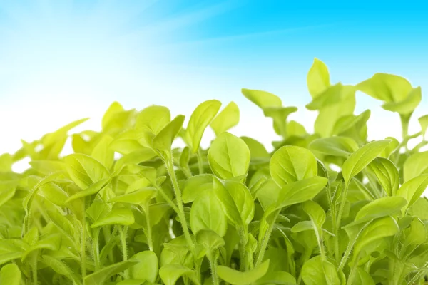 Germ of green plants on the background of the sk — Stock Photo, Image