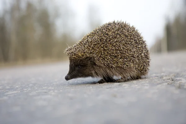 Hedgehog op de weg — Stockfoto