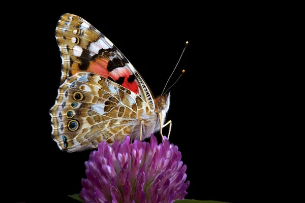 Vlinder op een zwarte achtergrond — Stockfoto