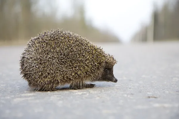 Hedgehog na estrada — Fotografia de Stock