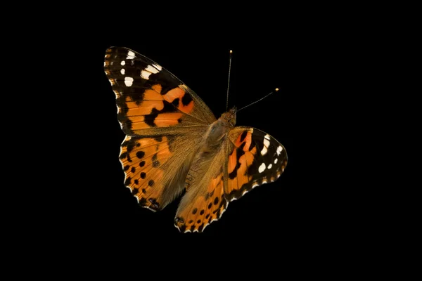 Бабочка на черном фоне — стоковое фото