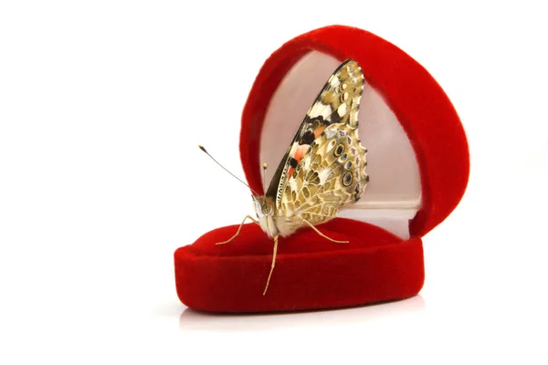 Farfalla seduta su una confezione regalo rossa — Foto Stock