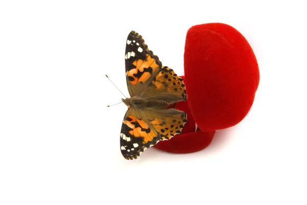 Πεταλούδα που κάθεται σε ένα κουτί κόκκινο δώρο — Φωτογραφία Αρχείου