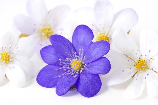 Abstract van verschillende violette bloemen. — Stockfoto