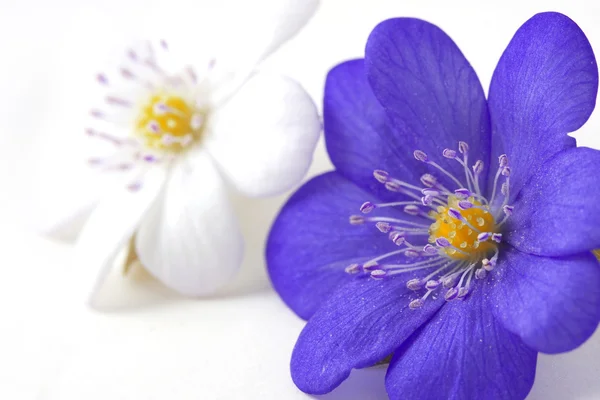 Abstract van de paarse bloem — Stockfoto