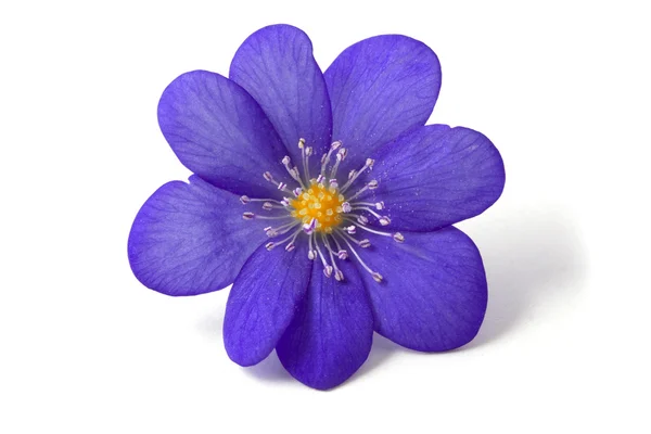Résumé de la fleur violette — Photo