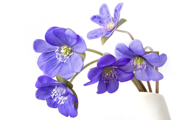 Auszug aus mehreren violetten Blüten. — Stockfoto