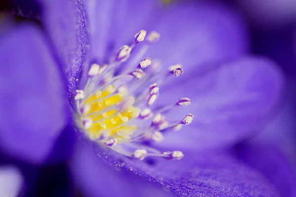 Abstrakt von der violetten Blume — Stockfoto