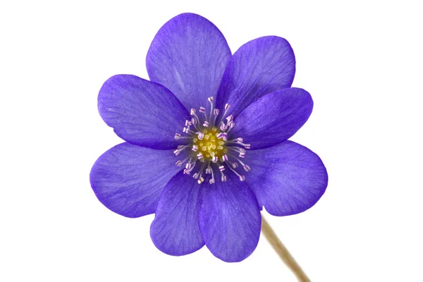 Аннотация фиолетового цветка — стоковое фото