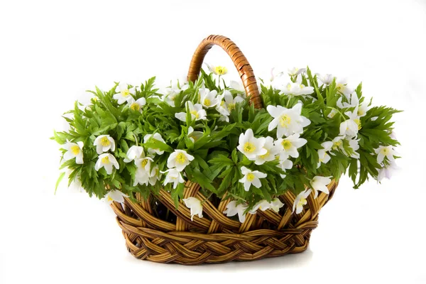 Καλάθι με λευκά λουλούδια — Φωτογραφία Αρχείου