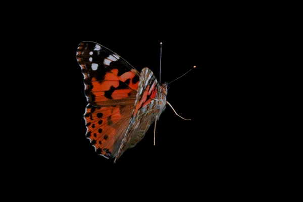 Бабочка на черном фоне — стоковое фото