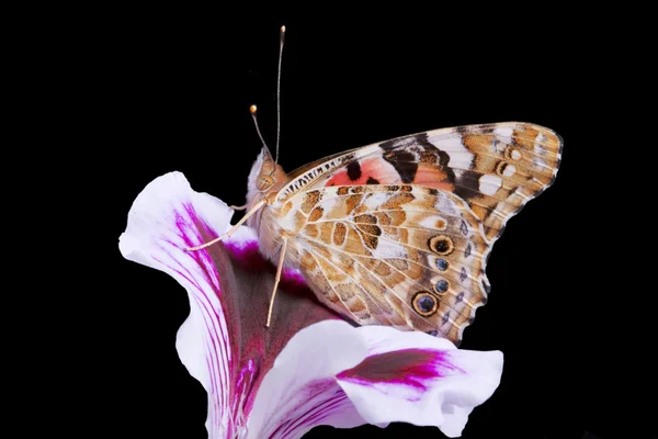 Butterfly on a black background — Stock Photo, Image