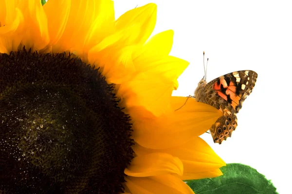 Schmetterling auf einer Sonnenblume — Stockfoto
