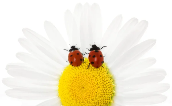 Daisy üzerinde iki ladybirds — Stok fotoğraf