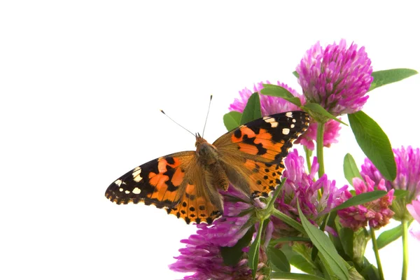 Motyl, siedząc na kwiaty — Zdjęcie stockowe