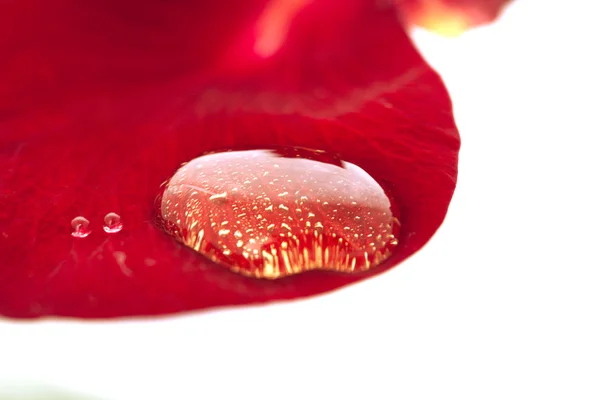Drop of oil on the petal — Φωτογραφία Αρχείου