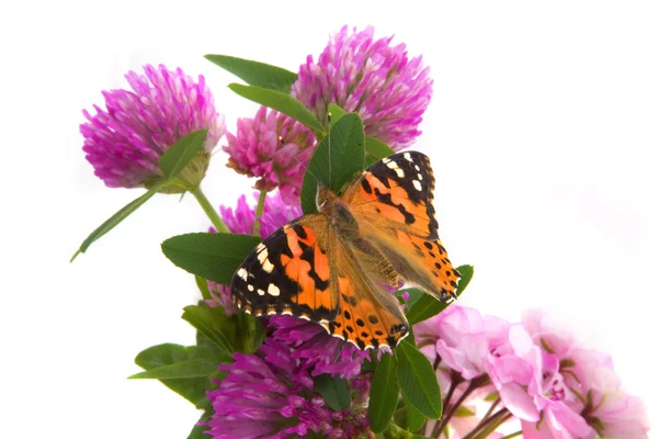 Бабочка сидит на цветах — стоковое фото