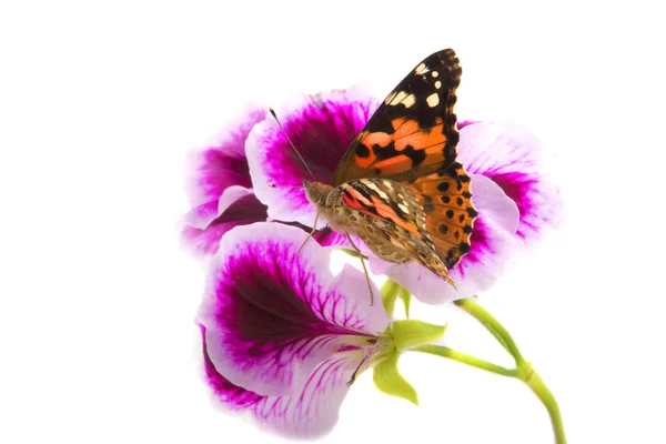 Schmetterling sitzt auf Blumen — Stockfoto