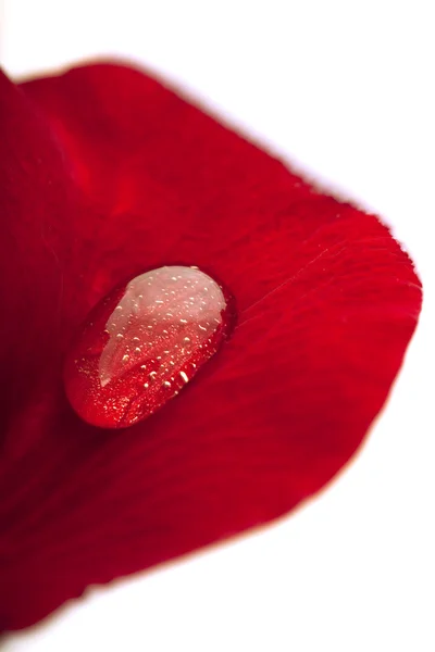 Drop of oil on the petal — Stock Photo, Image