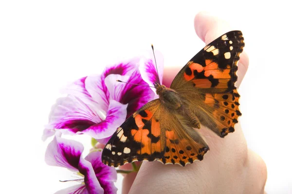 Πεταλούδα κάθεται στο χέρι — Φωτογραφία Αρχείου