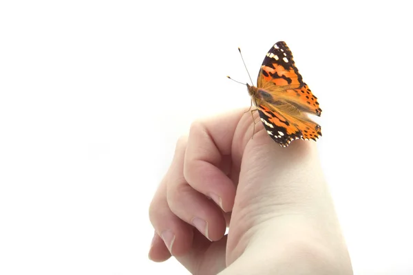Fjäril sitter i handen — Stockfoto