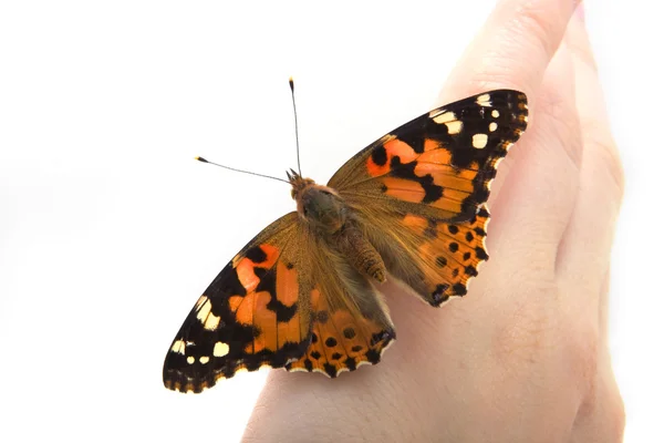 Motýl sedí v ruce — Stock fotografie