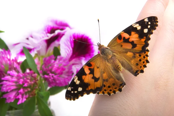 Borboleta senta-se na mão — Fotografia de Stock