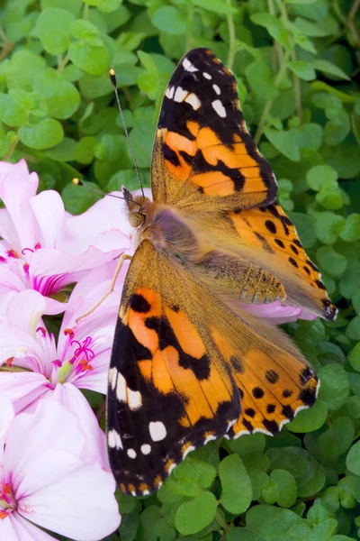 Πεταλούδα κάθεται στα λουλούδια — Φωτογραφία Αρχείου