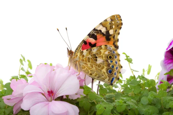 Бабочка сидит на цветах — стоковое фото