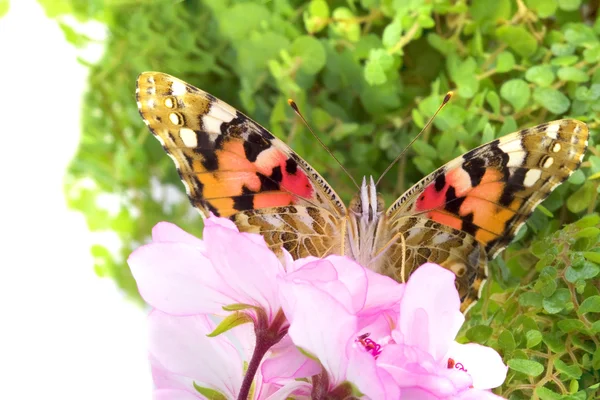 Motyl, siedząc na kwiaty — Zdjęcie stockowe