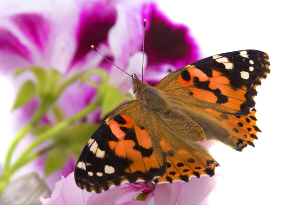 Butterfly zittend op bloemen — Stockfoto