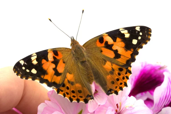 Mariposa se sienta en la mano — Foto de Stock