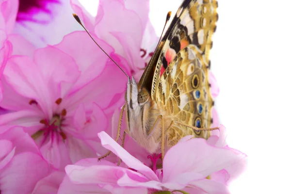 Papillon assis sur les fleurs — Photo