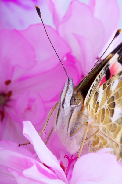 Mariposa sentada sobre flores — Foto de Stock