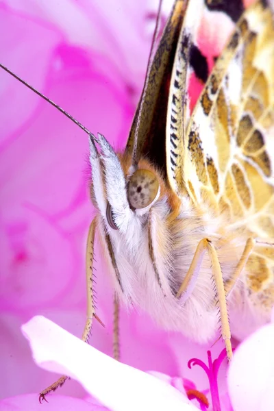 Butterfly sitting on flowers — Stock Photo, Image