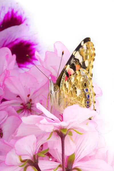 花に座って蝶 — ストック写真