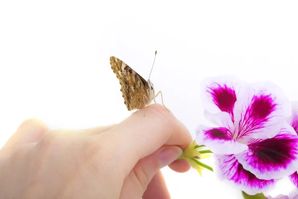 Butterfly sits in the hand — Stock Photo, Image