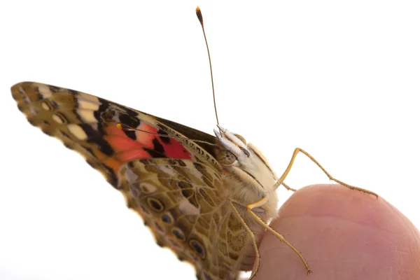 Motyl siada w ręku — Zdjęcie stockowe